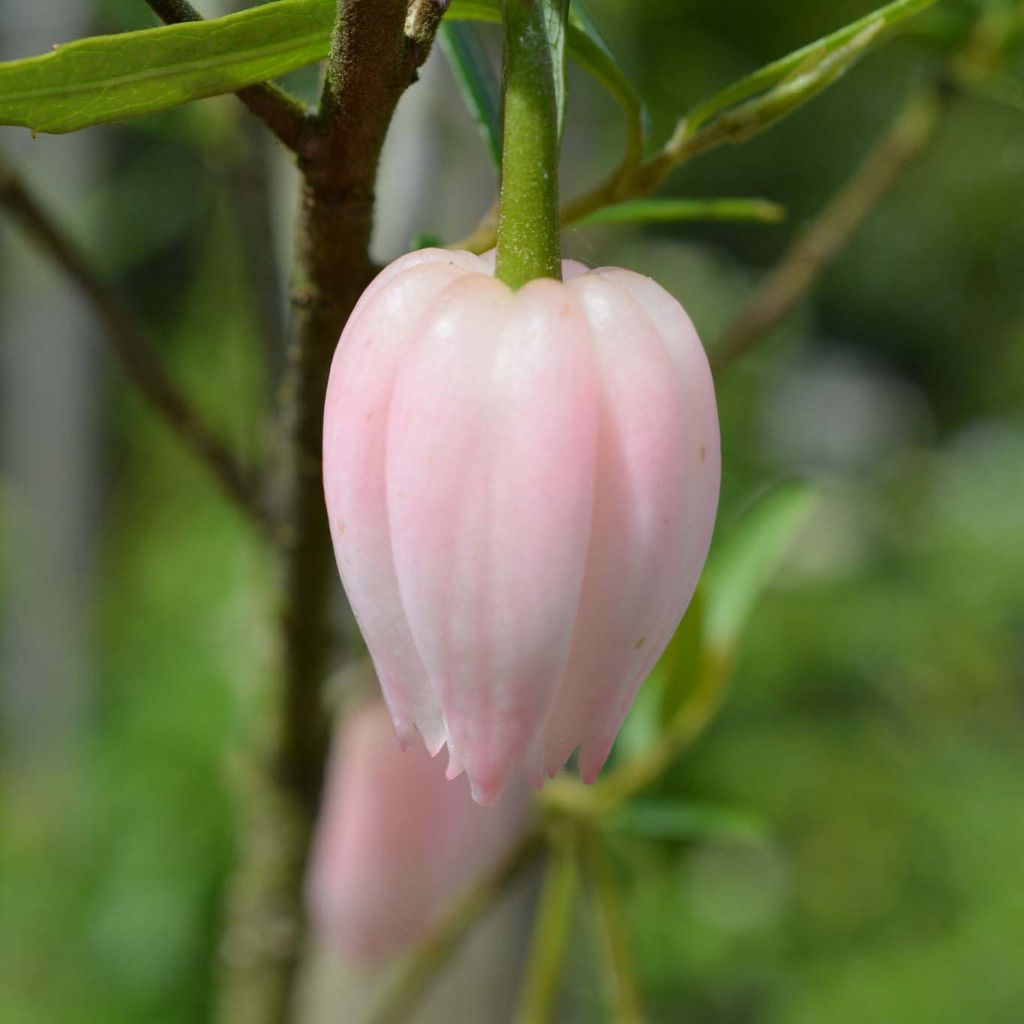 Crinodendron hookerianum Ada Hoffman