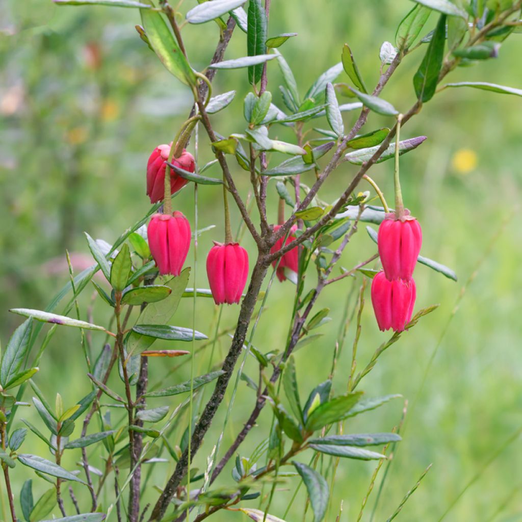 Crinodendron hookerianum
