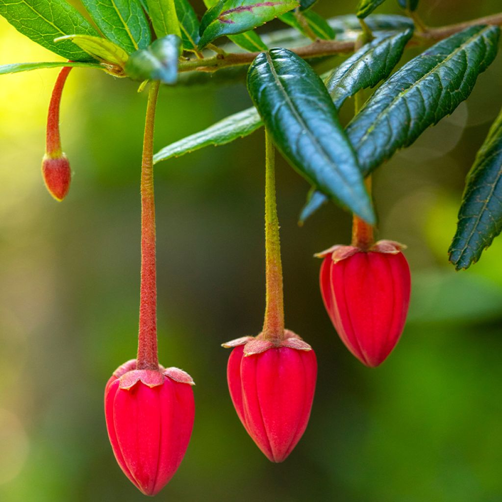 Crinodendron hookerianum