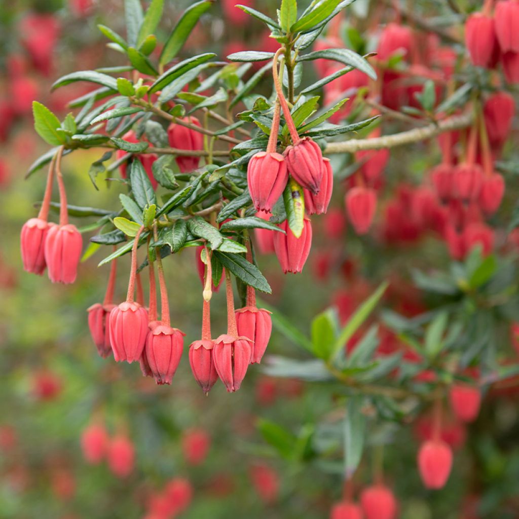 Crinodendron hookerianum
