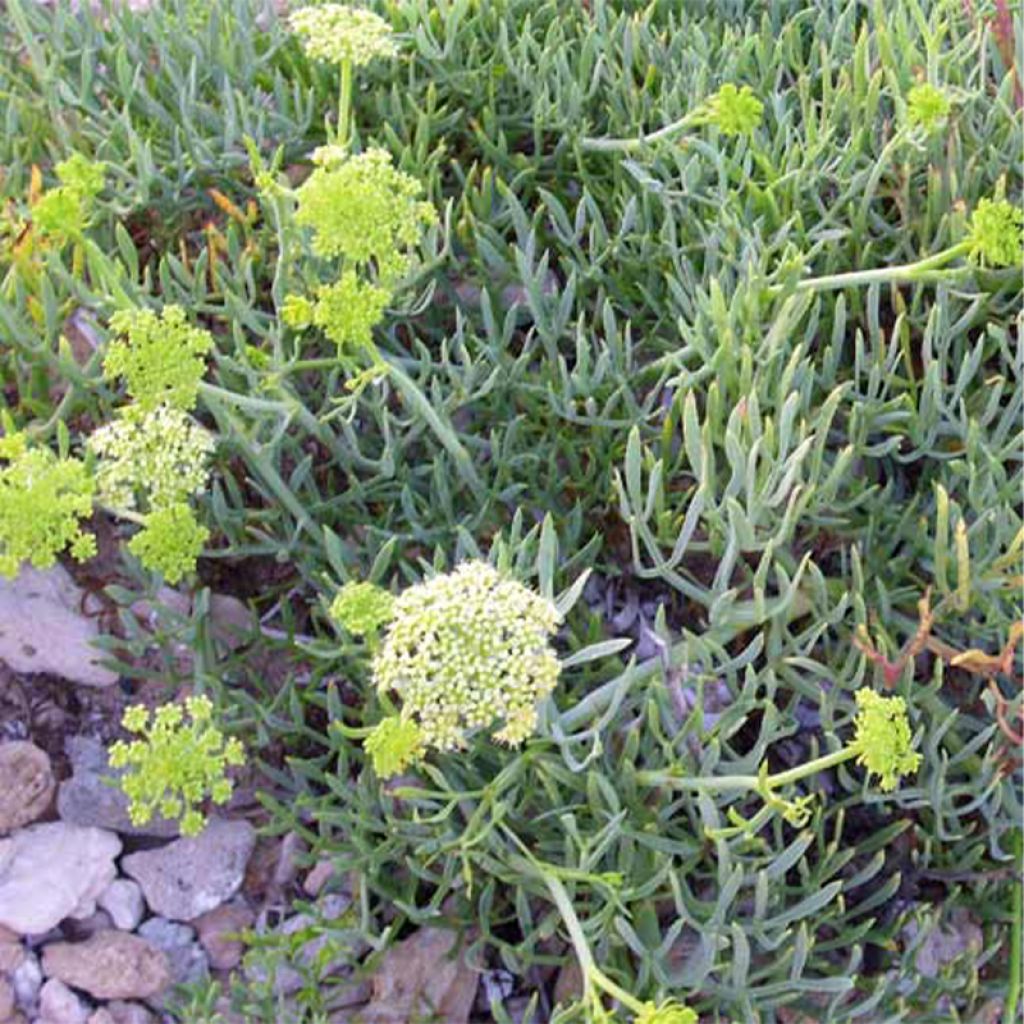 Crithmum maritimum - Finocchio marino