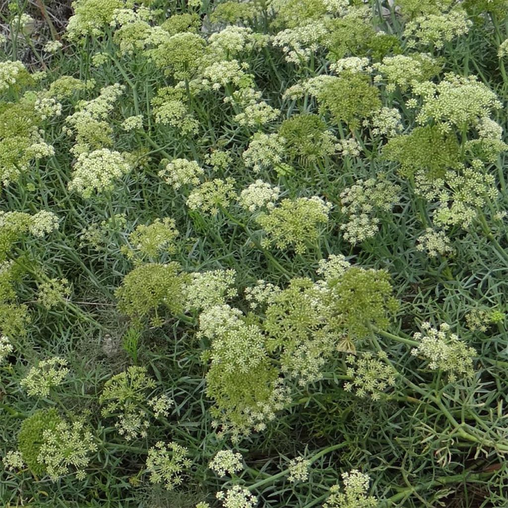 Crithmum maritimum - Finocchio marino