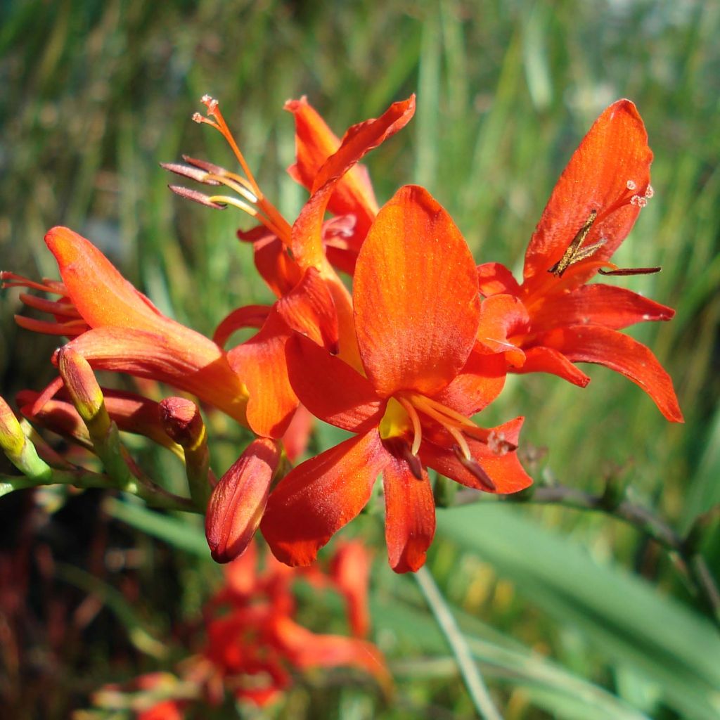 Crocosmia masoniorum Lucifer