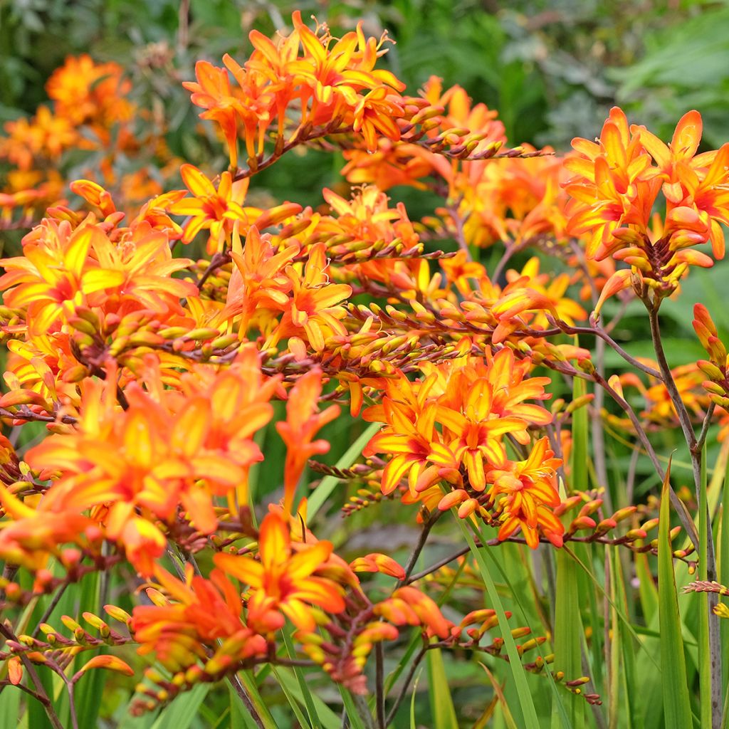 Crocosmia Firestarter - Montbretia