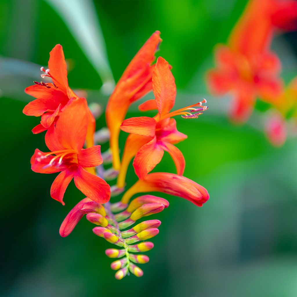 Crocosmia masoniorum Lucifer