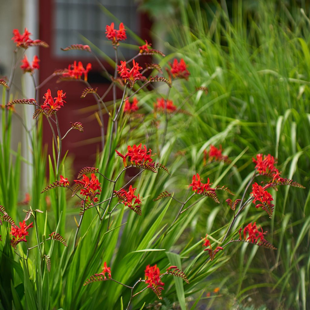 Crocosmia masoniorum Lucifer
