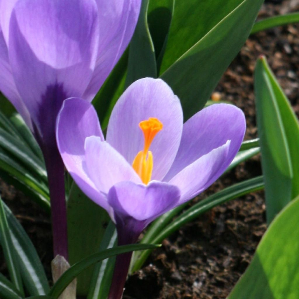 Crocus Grand Maître - Croco