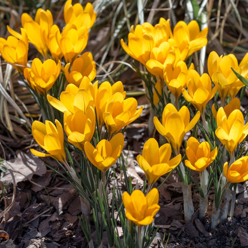 Crocus Golden Yellow - Croco