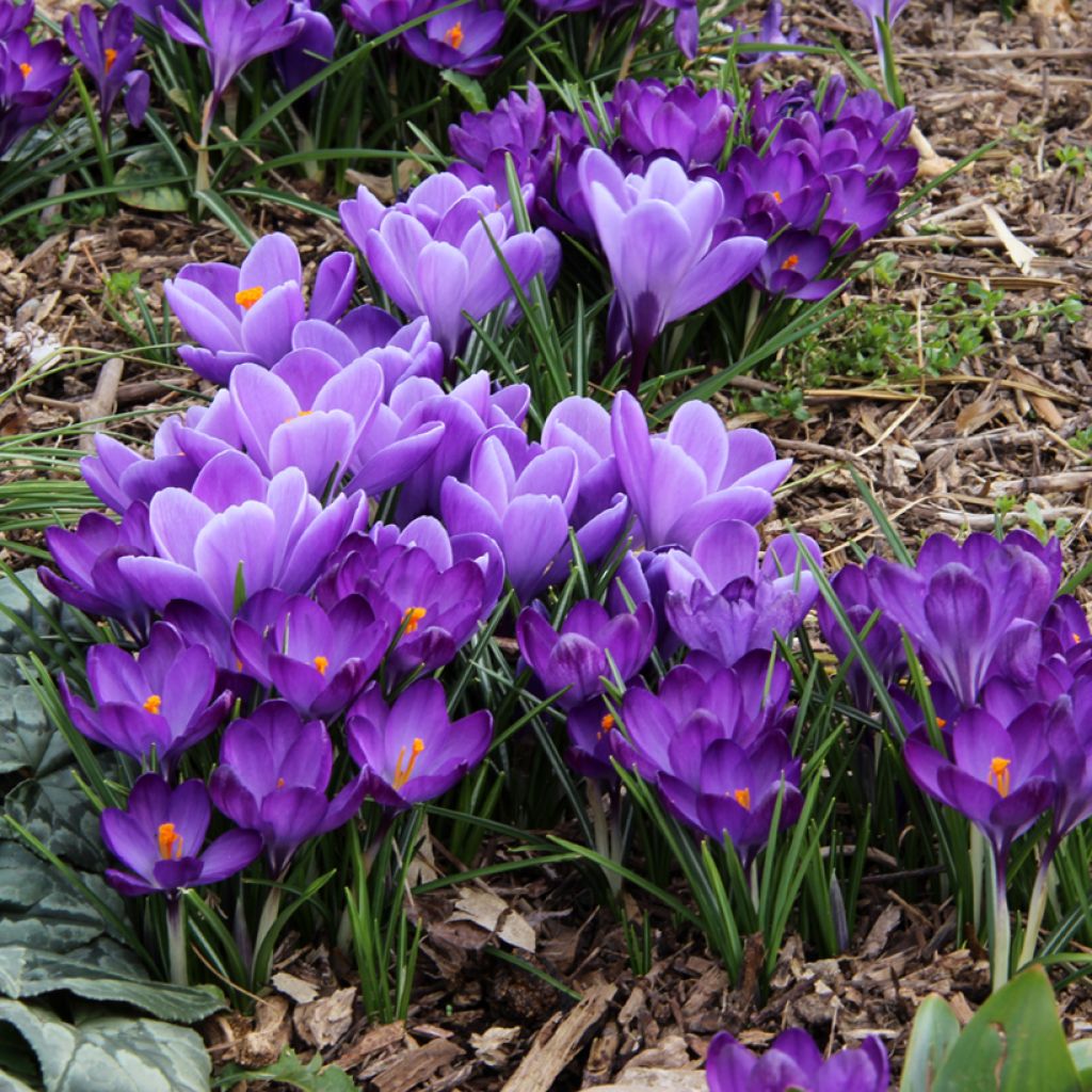 Crocus Grand Maître - Croco