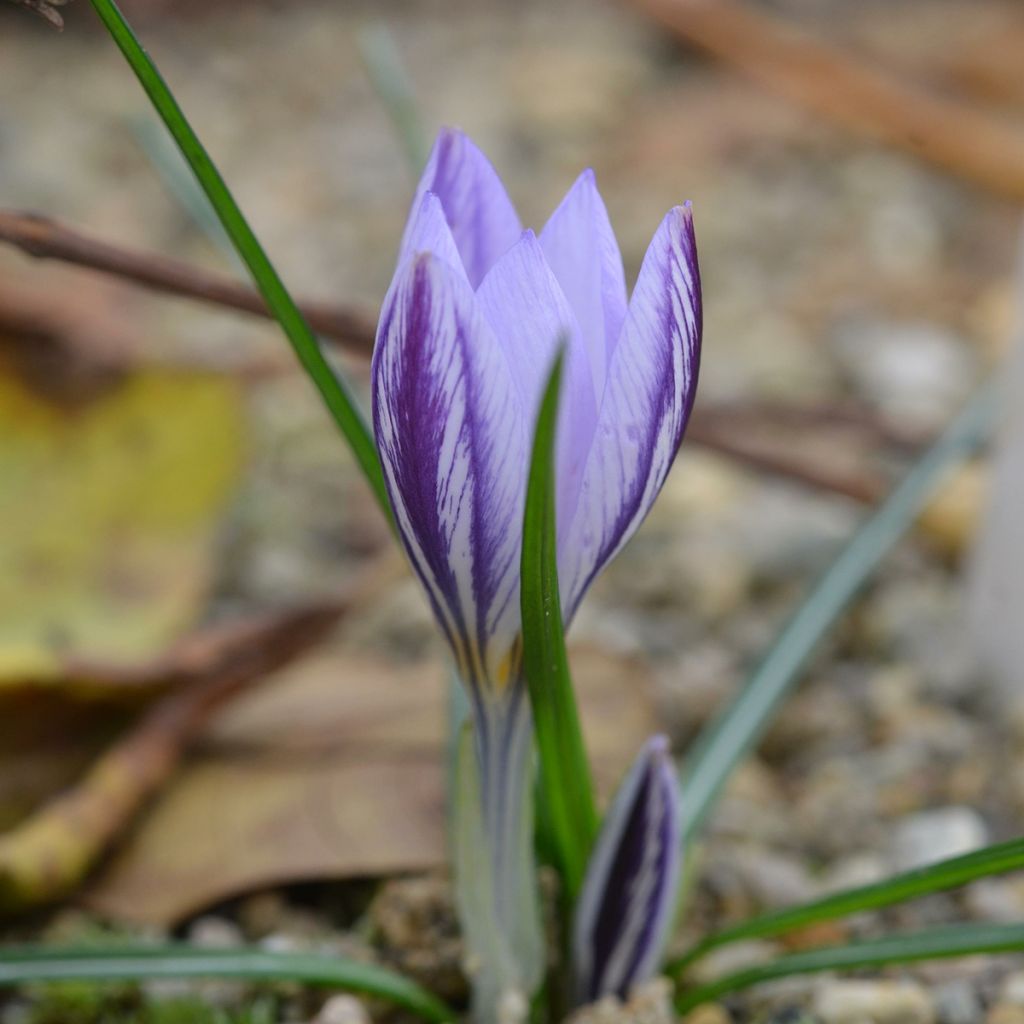 Crocus laevigatus Fontenayi - Croco d'autunno