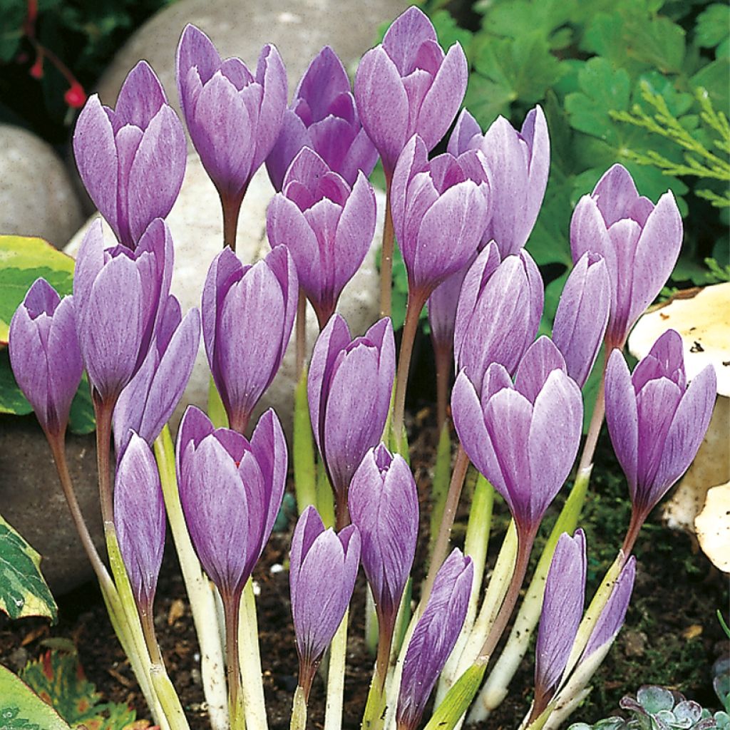 Crocus ligusticus - Zafferano ligure