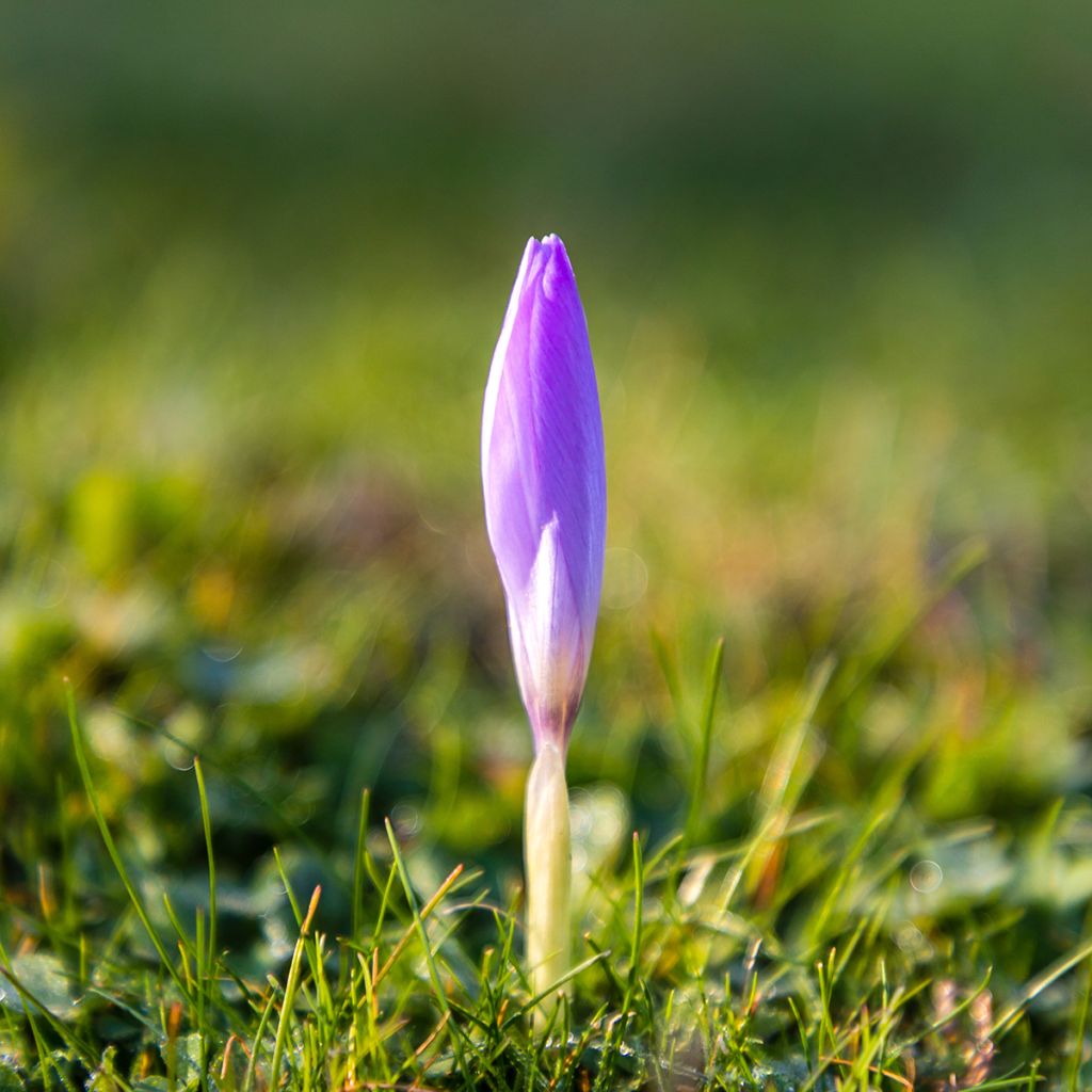 Crocus ligusticus - Zafferano ligure