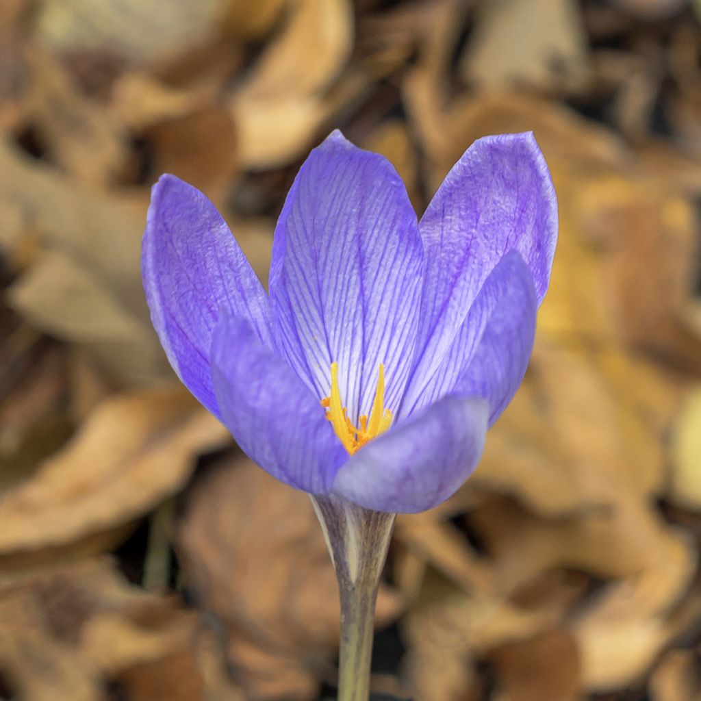 Crocus ligusticus - Zafferano ligure
