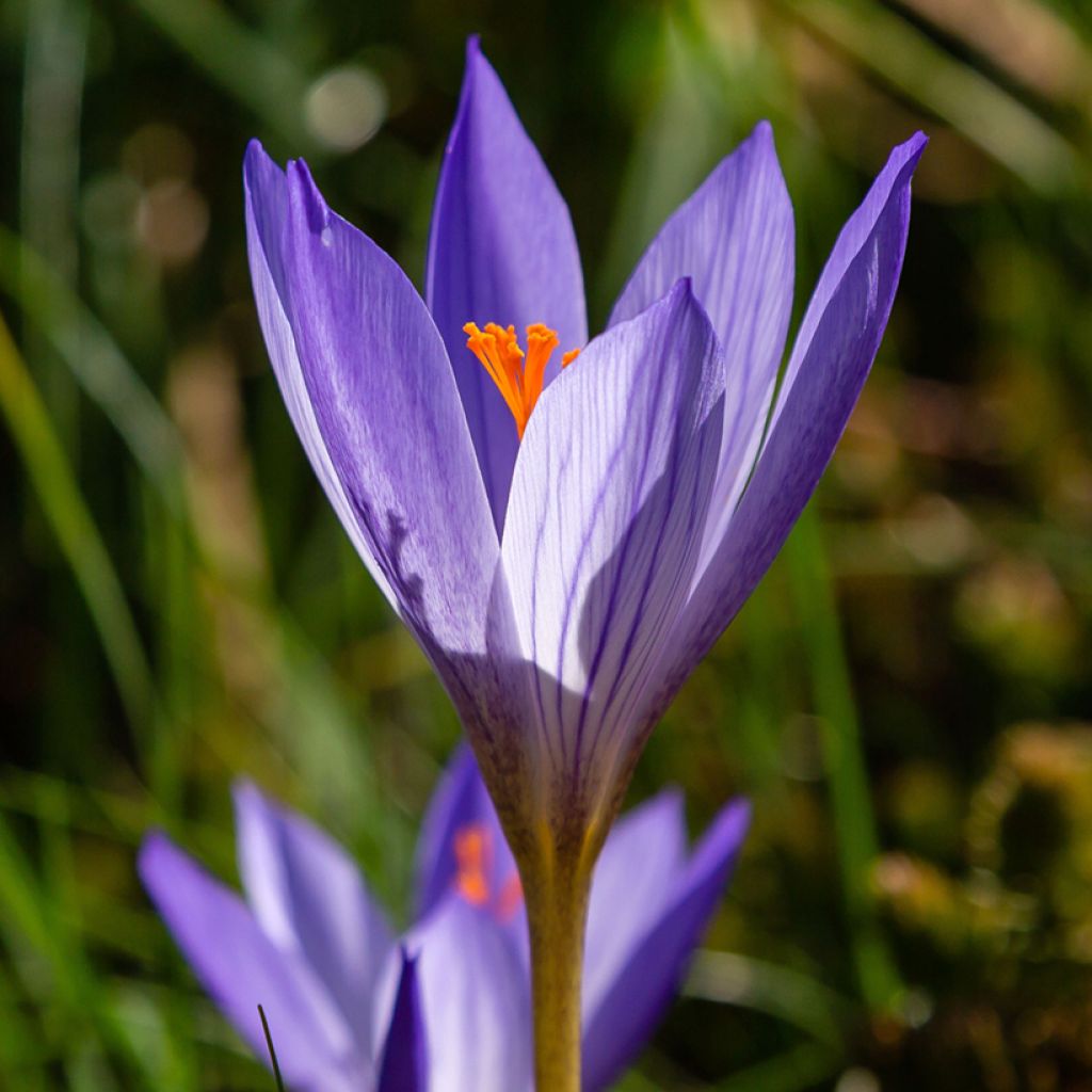 Crocus speciosus Artabir - Croco d'autunno