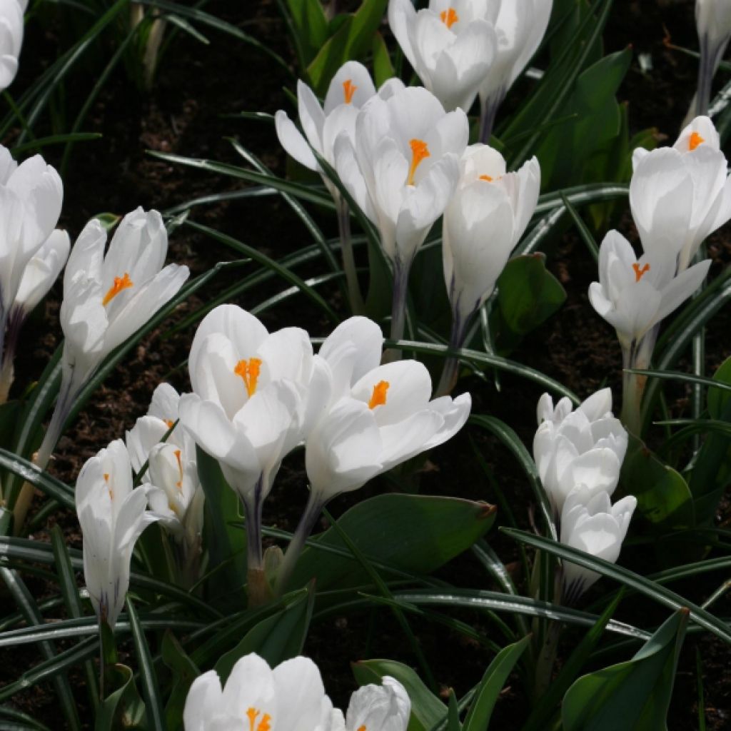 Crocus Jeanne D'Arc - Croco