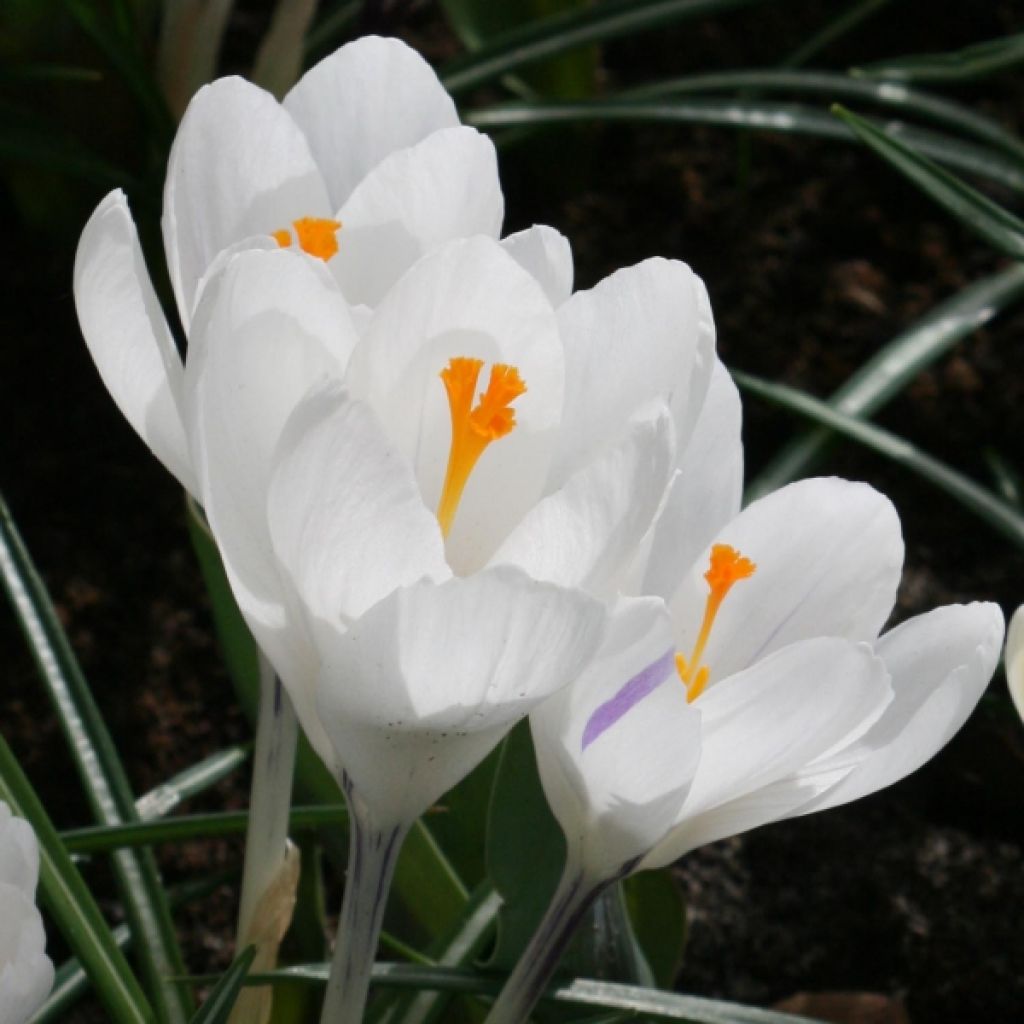 Crocus Jeanne D'Arc - Croco