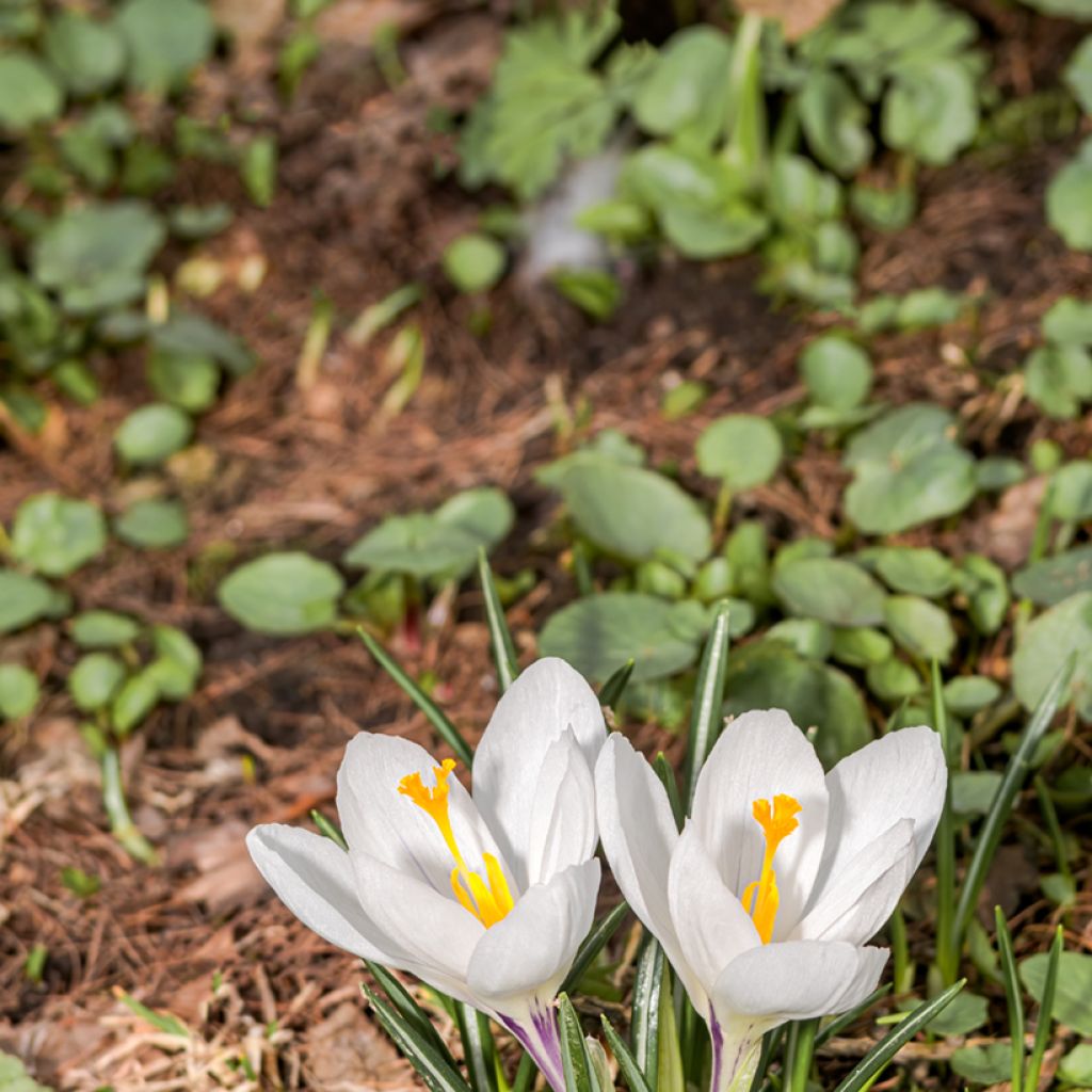 Crocus vernus subsp. albiflorus White - Croco