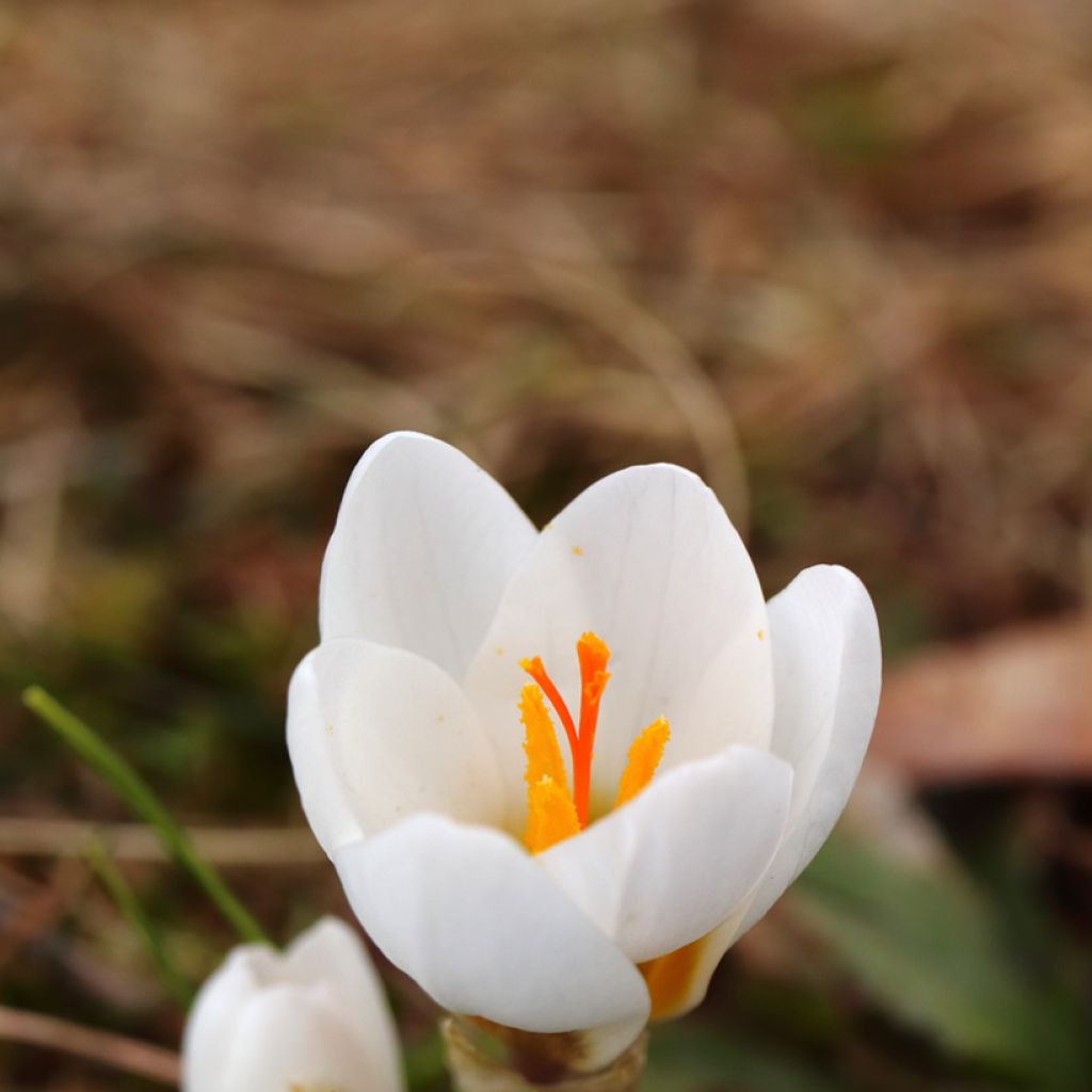 Crocus vernus subsp. albiflorus White - Croco
