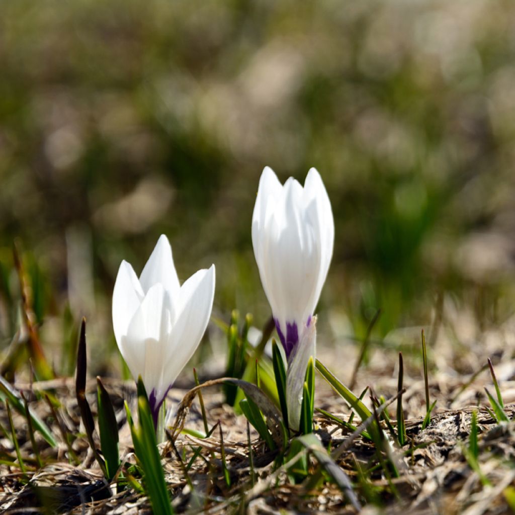 Crocus vernus subsp. albiflorus White - Croco