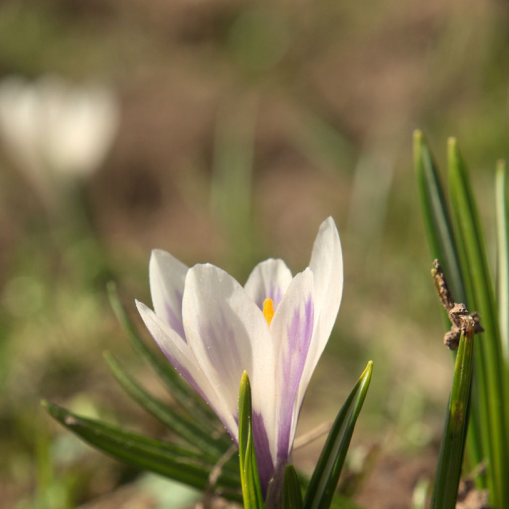 Crocus vernus subsp. albiflorus White - Croco