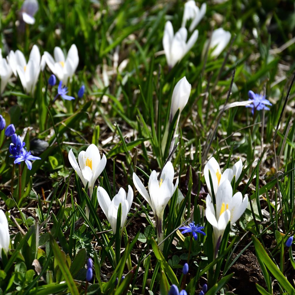 Crocus vernus subsp. albiflorus White - Croco