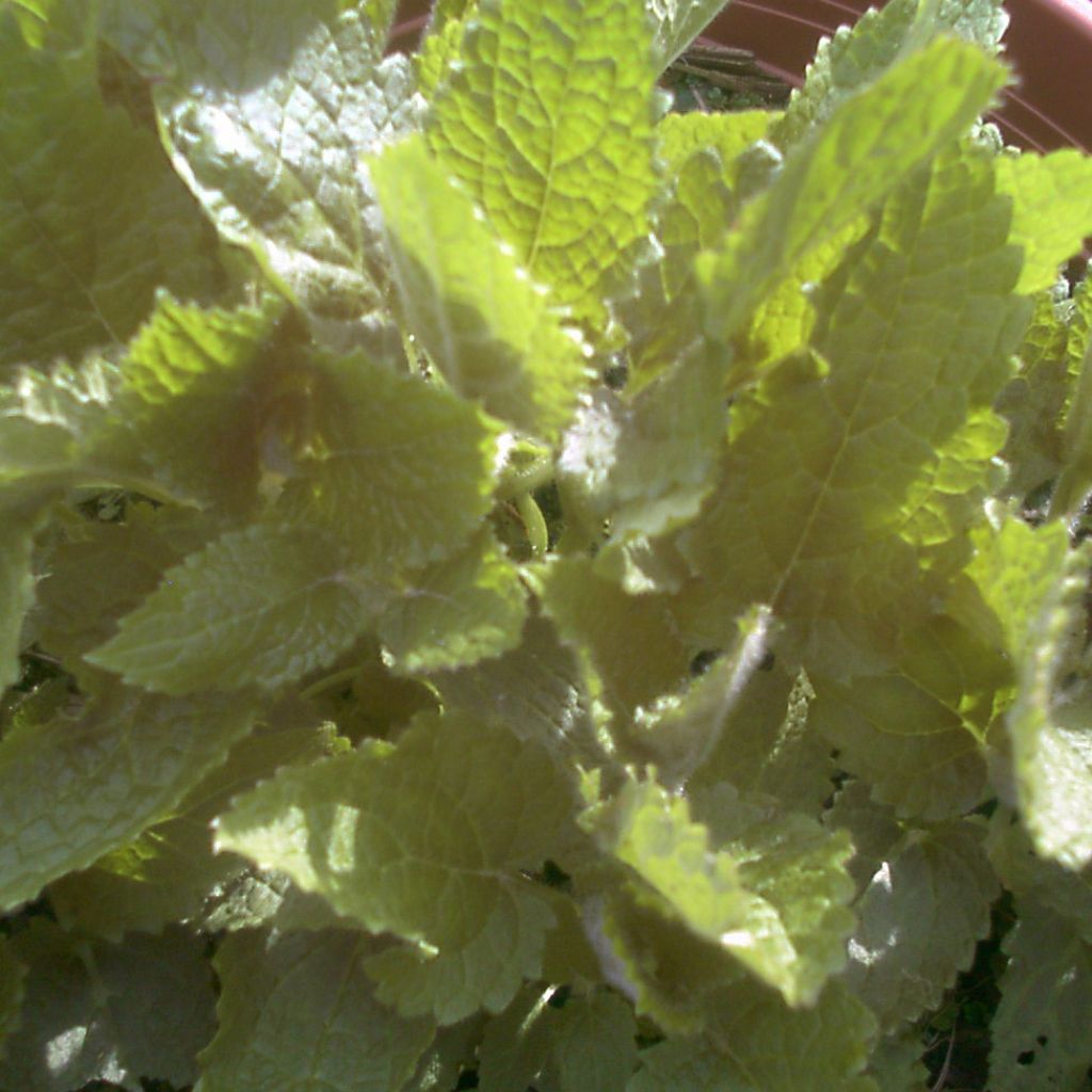 Stachys affinis Bio (in vasetto) - Tuberina