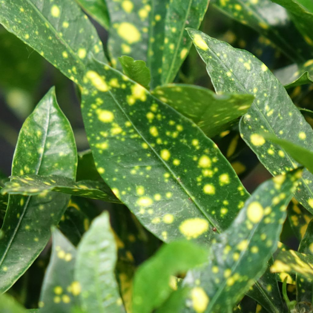 Codiaeum aucubaefolia - Croton