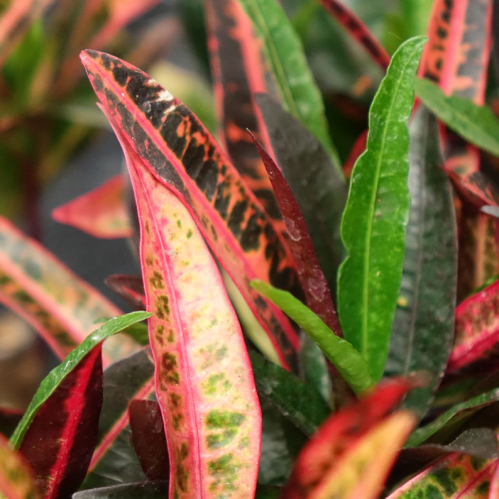 Codiaeum variegatum Excurrens - Croton