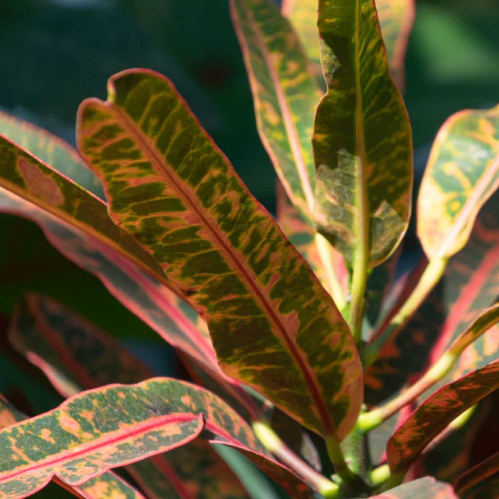 Codiaeum variegatum Excurrens - Croton