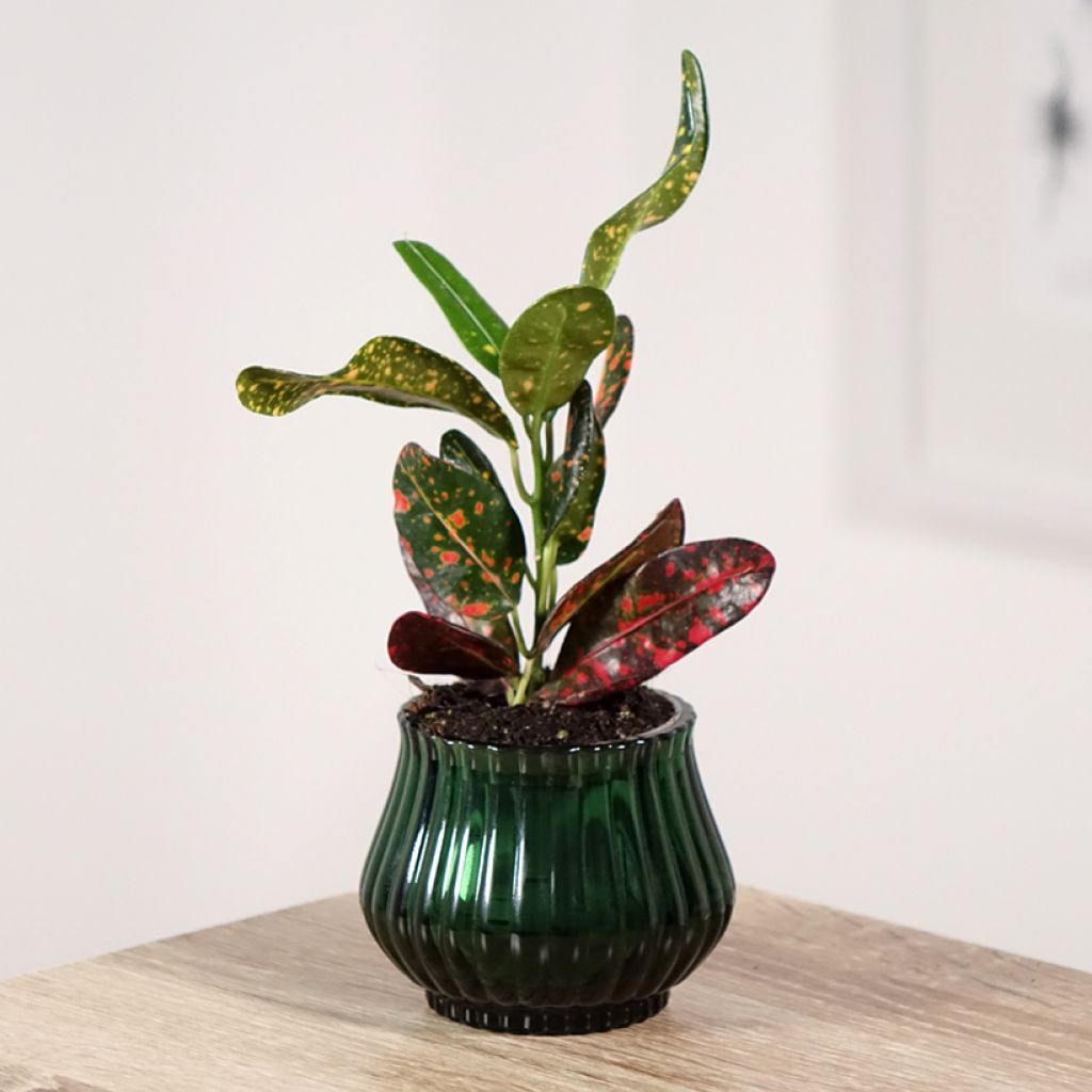 Codiaeum Mammie - Croton