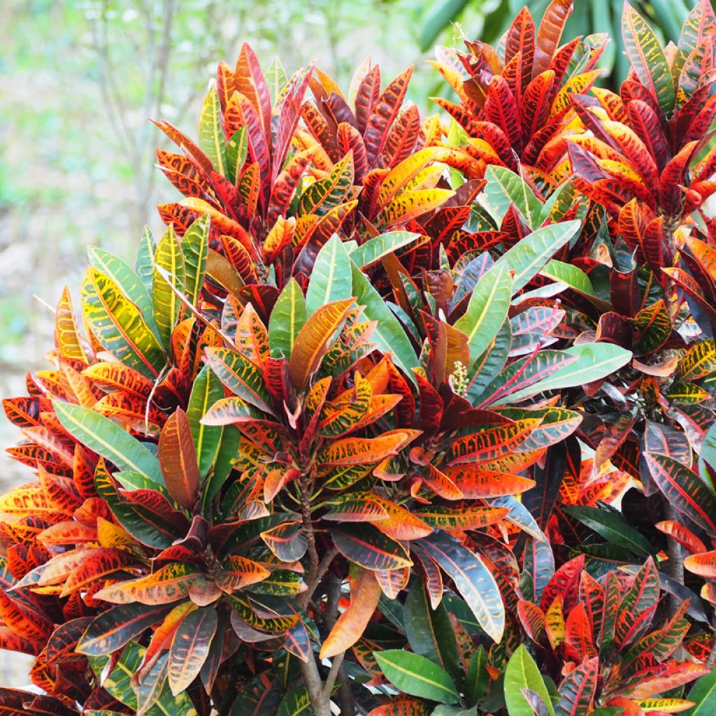 Codiaeum Petra - Croton