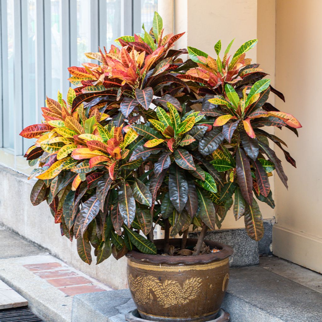 Codiaeum Petra - Croton