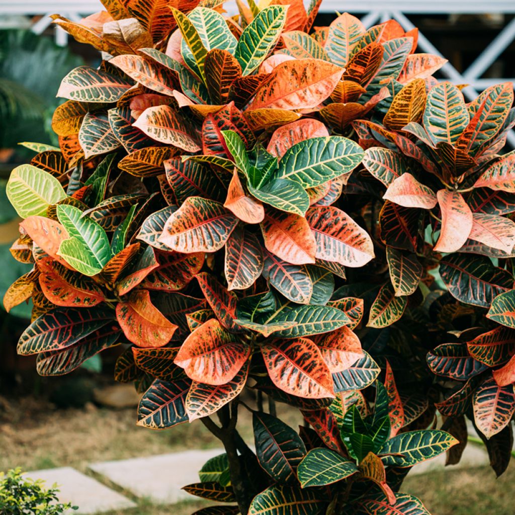 Codiaeum Petra - Croton
