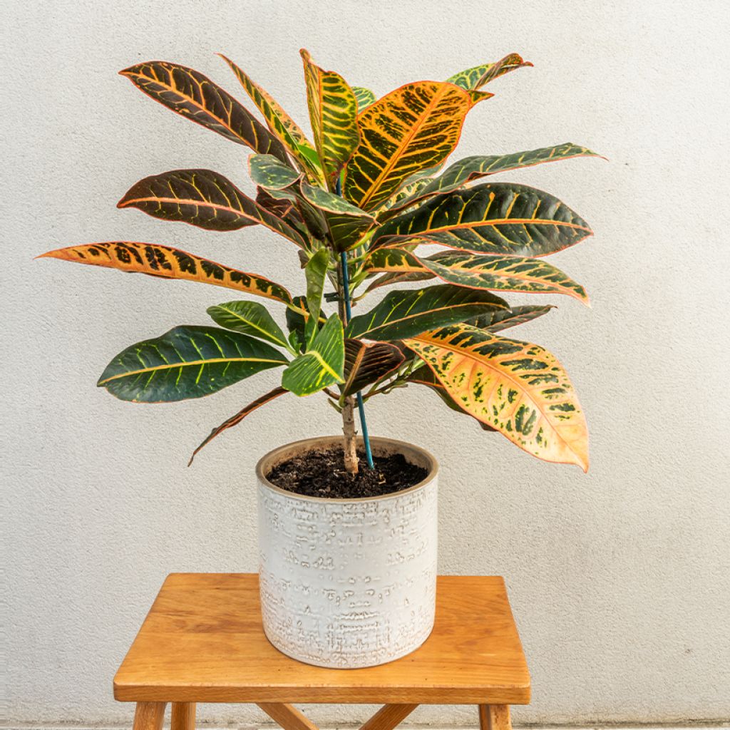 Codiaeum Petra - Croton