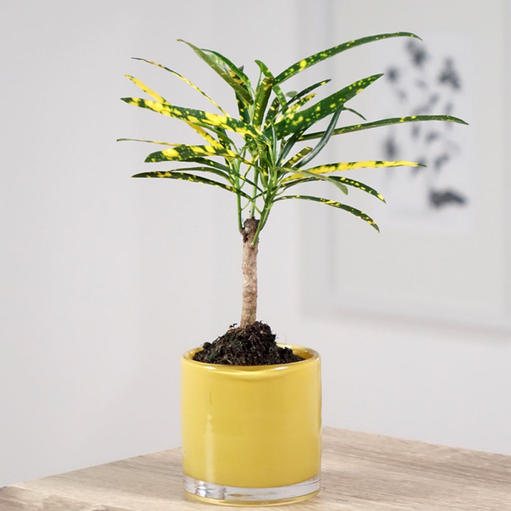 Codiaeum Pictum - Croton