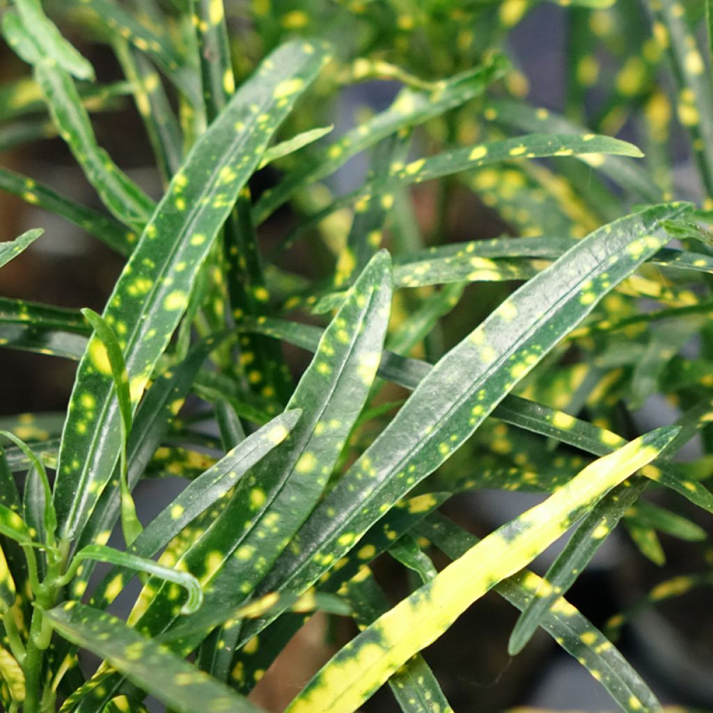 Codiaeum Pictum - Croton