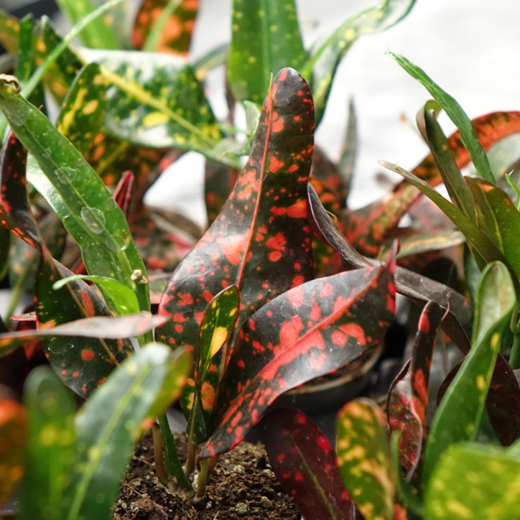 Codiaeum Red Batik - Croton