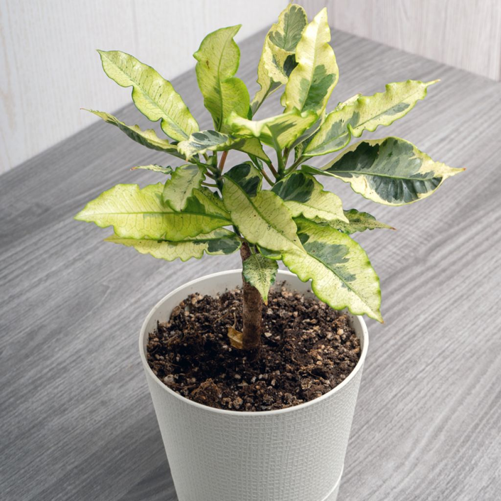 Codiaeum Tamara - Croton