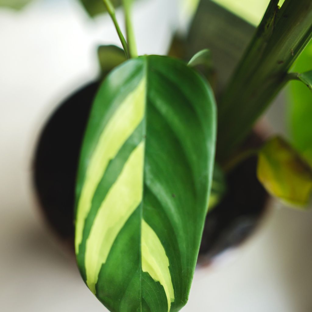 Ctenanthe Golden Mosaic