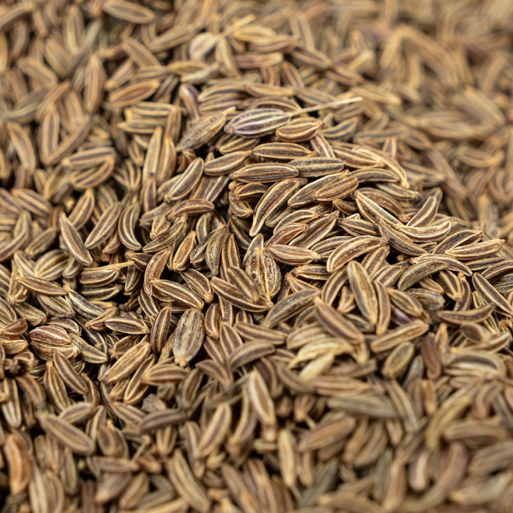 Cumino - Cuminum