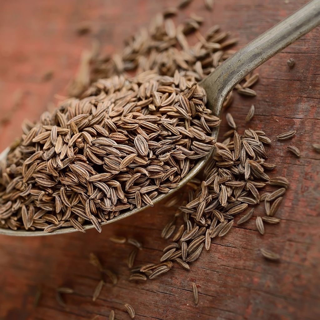 Cumino - Cuminum
