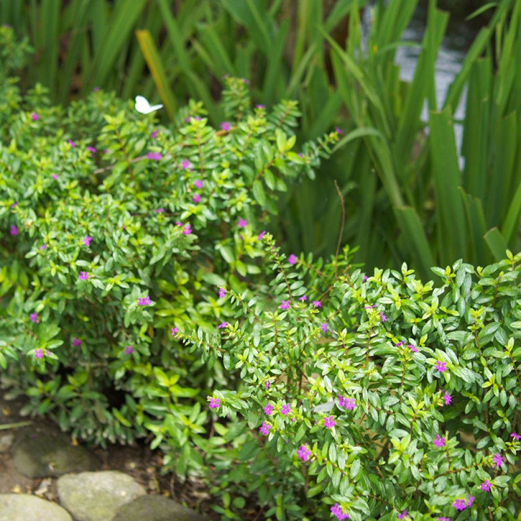 Cuphea hyssopifolia Purple