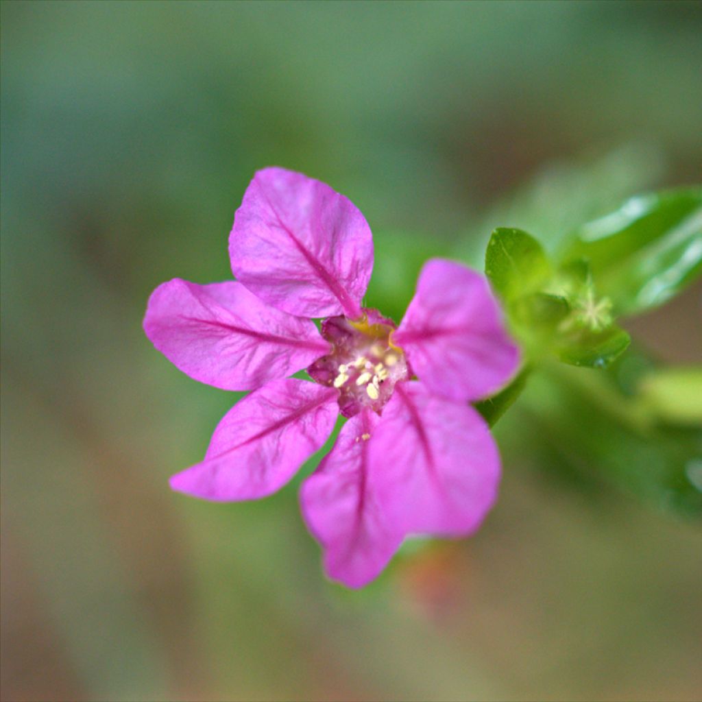 Cuphea hyssopifolia Purple