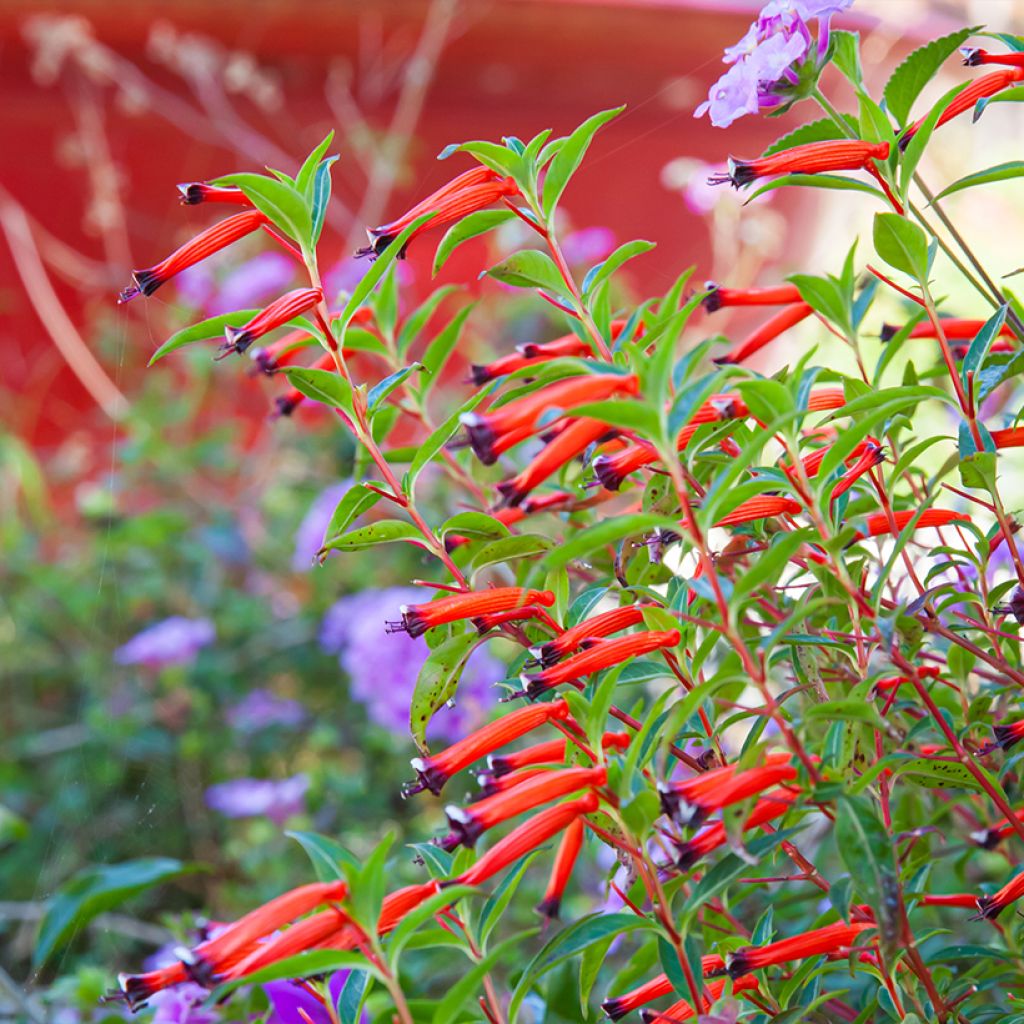 Cuphea ignea Scarlet - Fiore di sigaro