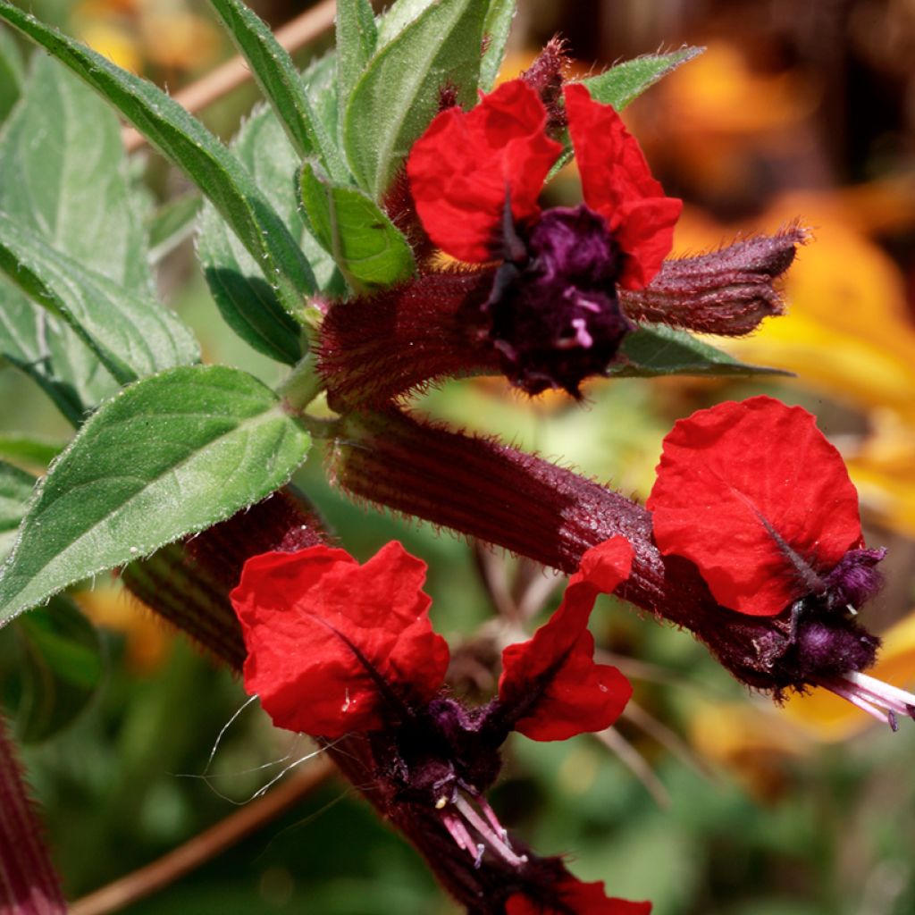 Cuphea llavea Torpedo - Fiore di sigaro