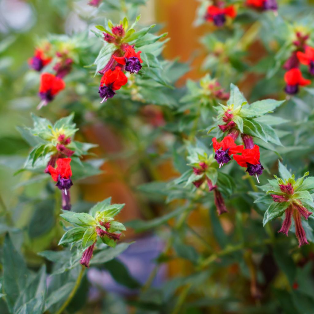 Cuphea llavea Torpedo - Fiore di sigaro