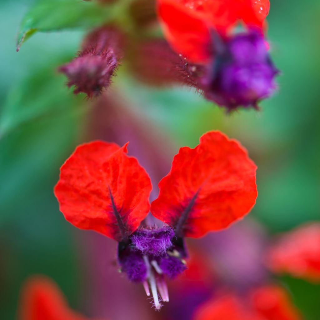 Cuphea llavea Torpedo - Fiore di sigaro
