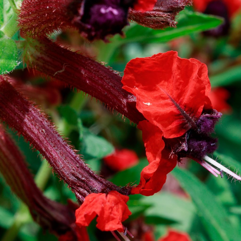 Cuphea llavea Torpedo - Fiore di sigaro