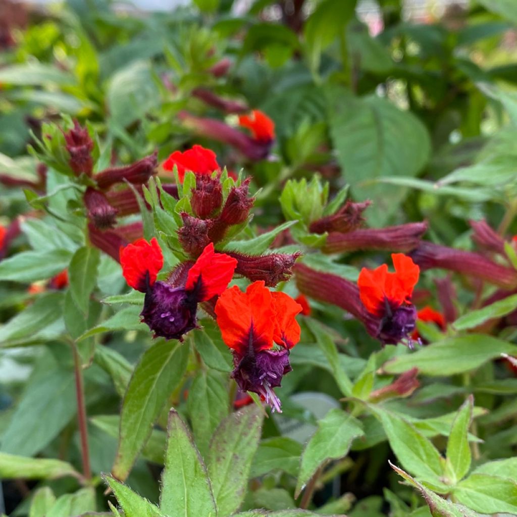 Cuphea llavea Torpedo - Fiore di sigaro