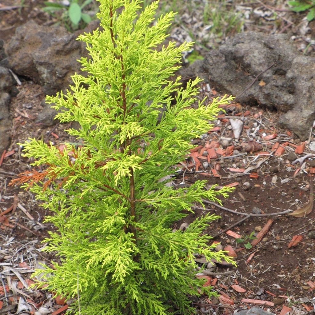 Cupressus macrocarpa Wilma